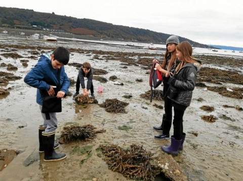 PLOUGASTEL-DAOULAS - L’école Saint-Pierre met en place une Aire marine éducative à Lauberlac’h