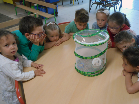 LANDEVANT - Une étude du cycle de vie du papillon en classe de maternelle.